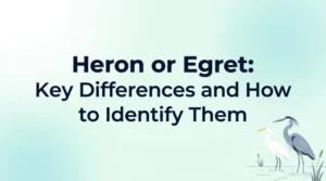 Heron or Egret